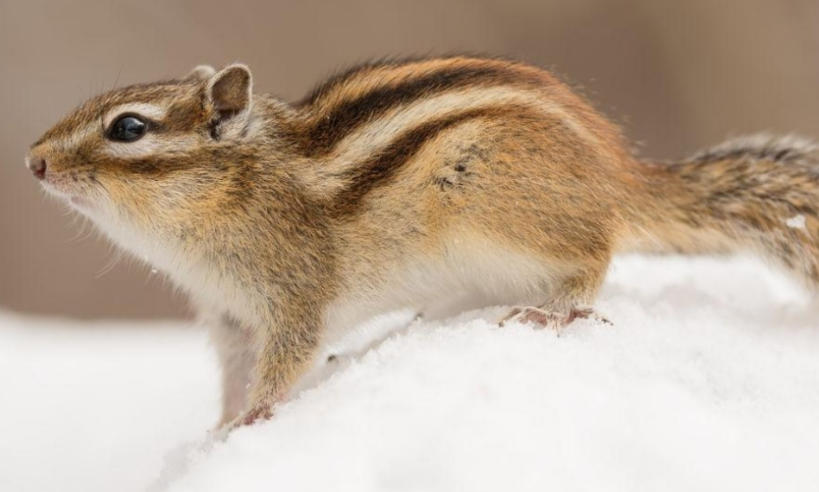 郑州市长沙艺术涂料有限公司轮播图1